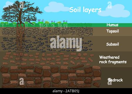 Diagramm für Bodenschicht. Bodenschichtschema mit Pflanzen, Erdtexturen und Steinen. Querschnitt der darunter liegenden Humus- und unterirdischen Bodenschichten. Vektor Stock Vektor