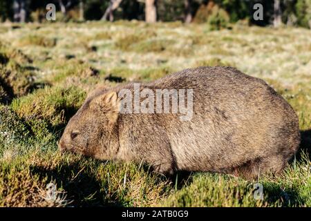 Wilder Wombat, der Gras im Cradle Mountain National Park, Tasmanien, Australien, isst. Stockfoto