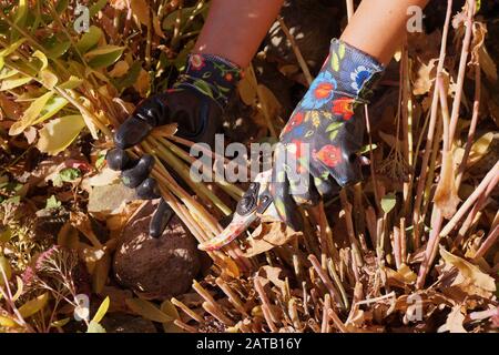 Herbstgärtnerei. Strüppende Steinmetze (Sedum) nach der Blüte. Stockfoto