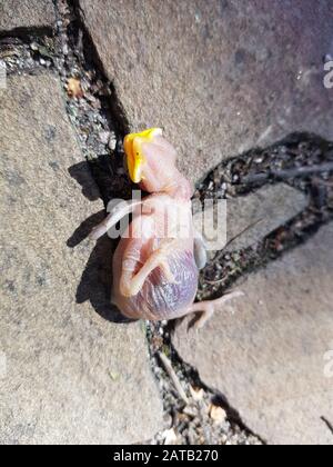 Babyvogel ohne Federn mit gelbem Schnabel, aus dem Nest gefallen. Stockfoto