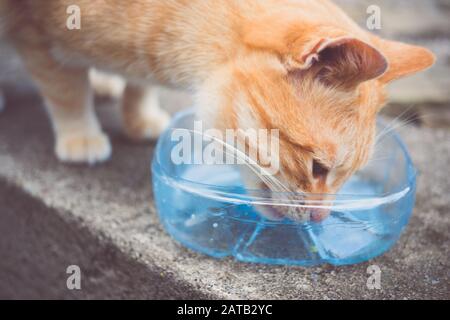 Ingwer Obdachlose Katze, die Milch aus einer Plastikschale auf einem Steinboden im Freien isst. Stockfoto