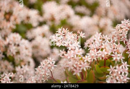 Blühende Crassula ovata, Geldbaum, natürlicher Blumenhintergrund Stockfoto