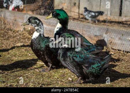 Pommernente (Pommeranische Ente), eine stark gefährdete Entenzüchtung aus Norther Deutschland Stockfoto