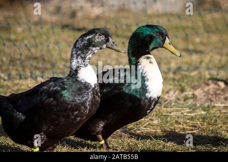 Pommernente (Pommeranische Ente), eine stark gefährdete Entenzüchtung aus Norther Deutschland Stockfoto