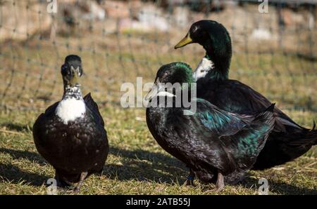 Pommernente (Pommeranische Ente), eine stark gefährdete Entenzüchtung aus Norther Deutschland Stockfoto