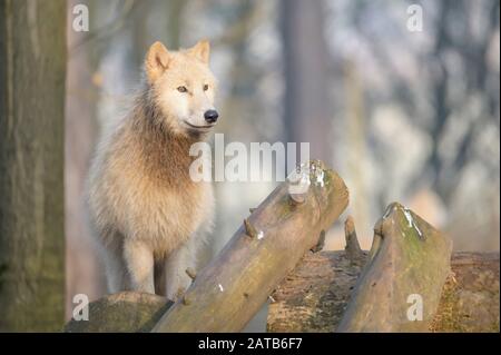 Arctic Wolf portrait Stockfoto