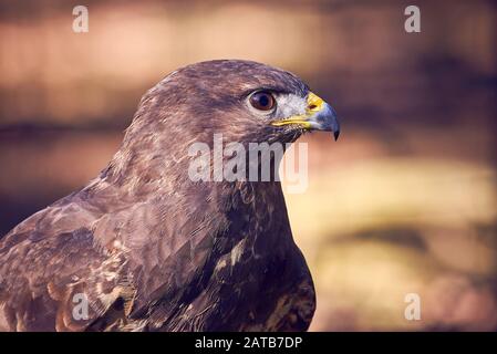 Gemeinsamer Buzzard (Buteo Buteo) Leiter Closeup Stockfoto