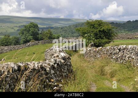 Rund um Großbritannien - EINE grüne Gasse, die von Trockenmauern begrenzt wird. Ein Bild, das auf dem "Dales Way" zwischen Grassington & Burnsall, North Yorkshire, Großbritannien aufgenommen wurde Stockfoto