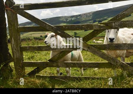 Rund um Großbritannien - Schafe, die durch ein 5-gesperrtes Tor schauen.Ein Bild, das auf dem "Dales Way" zwischen Grassington & Burnsall, North Yorkshire, Großbritannien aufgenommen wurde Stockfoto
