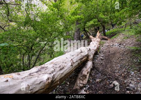 Alter umgestürzter Baumstamm auf der Bergsteigerroute im golabenden darreh, nördlich von teheran, iran Stockfoto