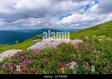 Blühende Wildkräuter auf dem grasbewachsenen Hügel. schöne Natur Landschaft der Almen in Karpaten. Sommer Wetter mit Wolken am blauen Himmel Stockfoto