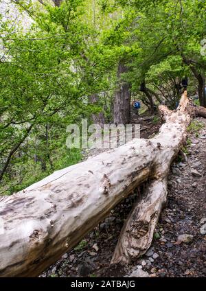 Alter umgestürzter Baumstamm auf der Bergsteigerroute im golabenden darreh, nördlich von teheran, iran Stockfoto