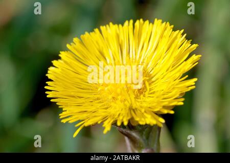 Coltsfoot (Tussilago farfarfarfarfara), Nahaufnahme einer einzelnen Blüte bei Sonnenschein. Stockfoto