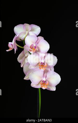 Makroaufnahme einer rosa Phalaenopsis Orchidee (Moth Orchid), isoliert vor schwarzem Hintergrund, Großbritannien Stockfoto