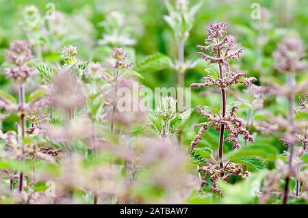 Stechen Nettle (urtica dioica), auch bekannt als Common Nettle, Nahaufnahme einer einzelnen blühenden Pflanze aus vielen. Stockfoto