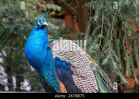 Ein Porträt eines Pfaus, Pavo Cristatus, auf einem Zaun in einem Zoo sitzend Stockfoto