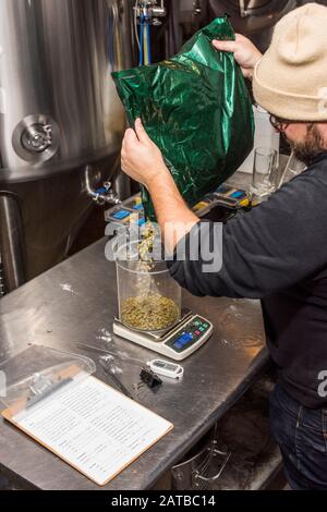 Brooklyn, New York, USA - 8. Januar 2019: Starke Seilbrauerei - Gründer und Brauer Jason Sahler mit Hopfen. Stockfoto