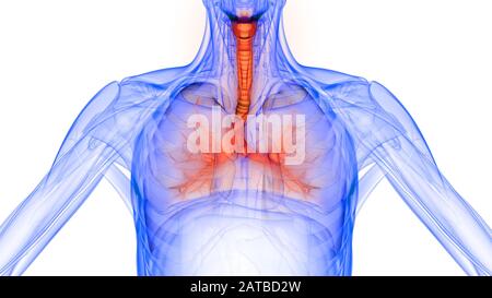 Die Lunge ist ein Teil der Anatomie des menschlichen Atmungssystems. 3D Stockfoto