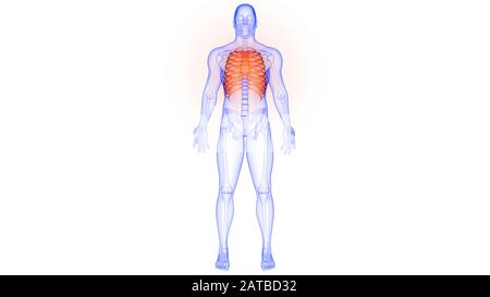 Menschliches Skelett-System Rippenkäfig Knochengelenke Anatomie 3D-Rendering Stockfoto