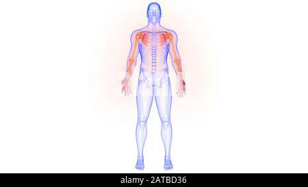 Anatomie Des Menschlichen Skelettsystems Obere Gliedmaßen Knochengelenkschmerzen. 3D Stockfoto