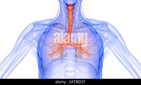 Die Lunge ist ein Teil der Anatomie des menschlichen Atmungssystems. 3D Stockfoto