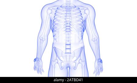 Anatomie Des Menschlichen Skelettsystems Knochengelenkschmerzen. 3D Stockfoto