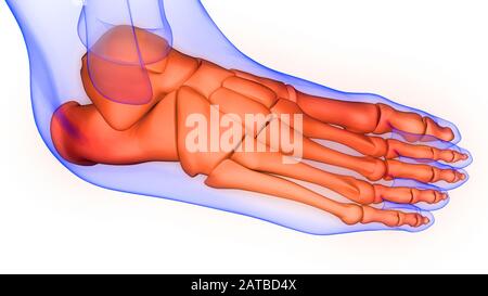 Anatomie Des Menschlichen Skelettsystems Beinknochen-Gelenkschmerzen. 3D Stockfoto
