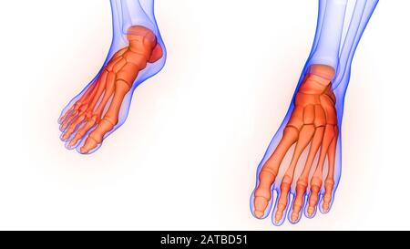 Anatomie Des Menschlichen Skelettsystems Beinknochen-Gelenkschmerzen. 3D Stockfoto