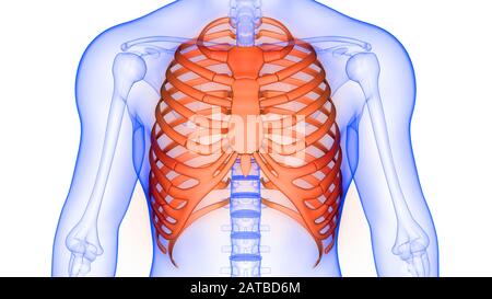 Menschliches Skelett-System Rippenkäfig Knochengelenke Anatomie 3D-Rendering Stockfoto