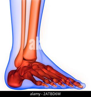 Anatomie Des Menschlichen Skelettsystems Beinknochen-Gelenkschmerzen. 3D Stockfoto