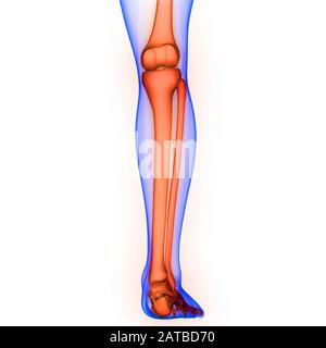 Anatomie Des Menschlichen Skelettsystems Beinknochen-Gelenkschmerzen. 3D Stockfoto