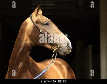 Goldenes Akhal-Teke-Pferdeporträt. Hengst mit traditioneller Hefe, vor dunklem Hintergrund Stockfoto