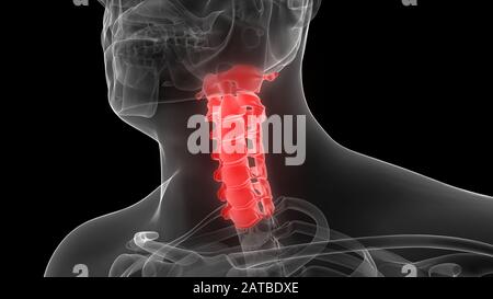 Wirbelsäule der menschlichen Skeleton-Anatomie 3D-Rendering Stockfoto