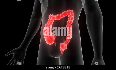 Körperanatomie des menschlichen Verdauungssystems 3d-Rendering Stockfoto