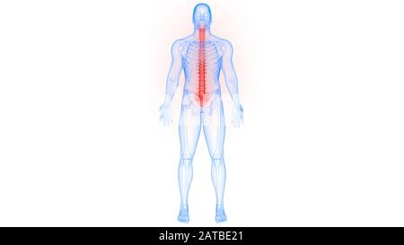 Wirbelsäule der menschlichen Skeleton-Anatomie 3D-Rendering Stockfoto