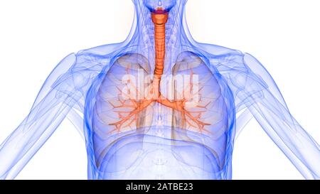 Die Lunge ist ein Teil der Anatomie des menschlichen Atmungssystems. 3D Stockfoto