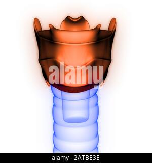 Menschliche innere Organe Kehlkopf Anatomie Röntgenbild 3D-Rendering Stockfoto