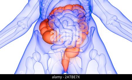 Dickdarm ein Teil des menschlichen Verdauungssystems Anatomie 3d Rendering Stockfoto