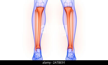 Tibia und Fibel Knochengelenke der menschlichen Skeleton-Systemanatomie Stockfoto