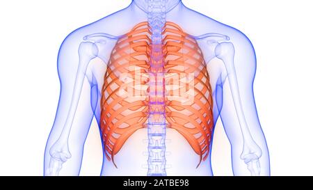 Rippe Cage of Human Skeleton System Anatomy Stockfoto