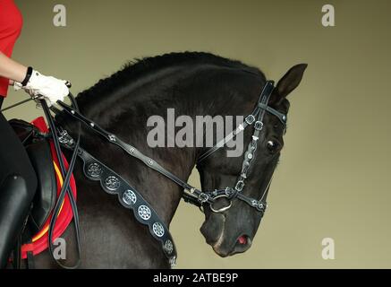 Andalusisches schwarzes Pferdeporträt in dunklem Stall Stockfoto