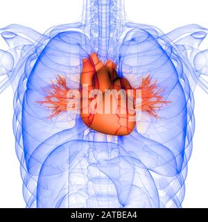 Herz ein Teil der Anatomie des menschlichen Kreislaufsystems Stockfoto