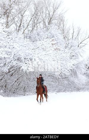 Schöne Reiterin und Pferd im Winter im Freien Stockfoto