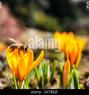 Schöne gelbe Krokus Blumen mit Biene in spring garden Stockfoto