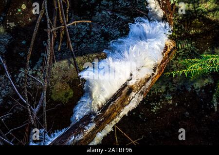 Haareis, auch Eiswolle oder Frostbart genannt, Eis, das sich auf Totholz bildet und die Form feiner, seidiger Haare annimmt. Stockfoto