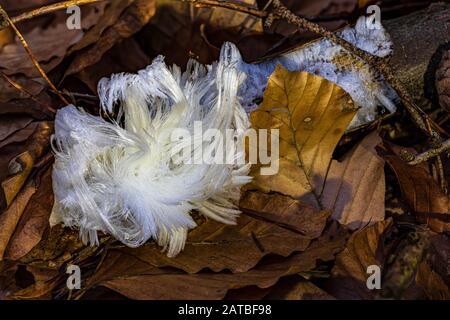 Haareis, auch Eiswolle oder Frostbart genannt, Eis, das sich auf Totholz bildet und die Form feiner, seidiger Haare annimmt. Stockfoto