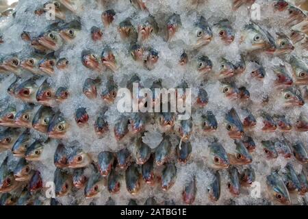 Arbeiter tragen eine große Menge Hilsa-Fisch bei Fisheryghat in Chittagong, Bangladesch. Stockfoto