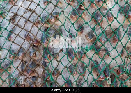 Arbeiter tragen eine große Menge Hilsa-Fisch bei Fisheryghat in Chittagong, Bangladesch. Stockfoto