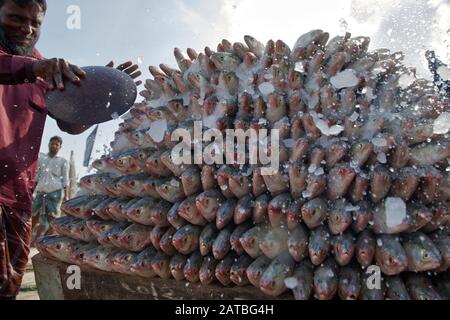 Arbeiter tragen eine große Menge Hilsa-Fisch bei Fisheryghat in Chittagong, Bangladesch. Stockfoto