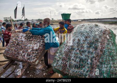 Arbeiter tragen eine große Menge Hilsa-Fisch bei Fisheryghat in Chittagong, Bangladesch. Stockfoto